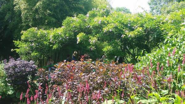 The Wisteria Bridge at Claude Monet’s Gardens in Giverny 