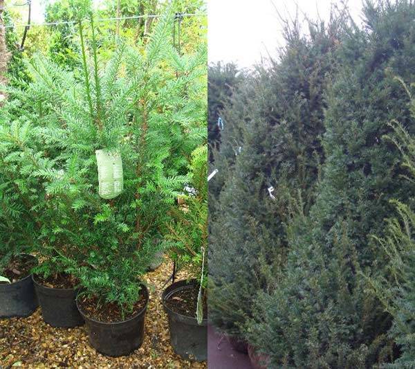 Yew Hedging to buy online UK