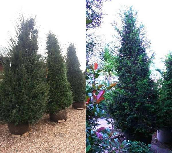 Yew Hedging to buy online UK delivery
