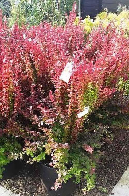 Ornamental shrub Berberis Thunbergii Orange Rocket