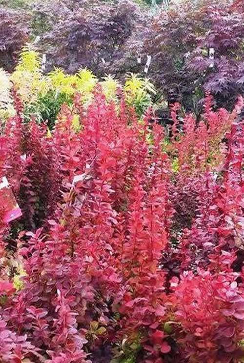 Berberis Thunbergii Orange Rocket