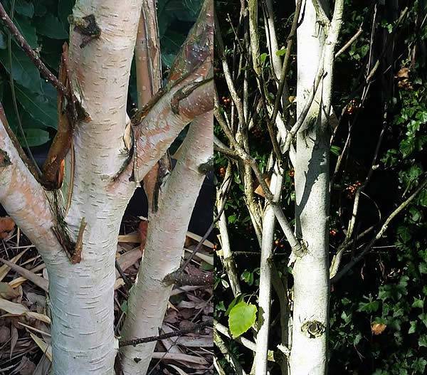  Trees with ornamental bark - Betula Jacquemontii (Himalayan Birch or White Stem Birch)