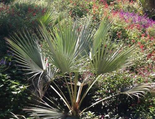 Chamaerops Humilis – a perfect hardy palm for UK gardens