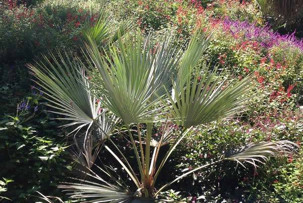 Chamaerops Humilis palm is very useful in garden design with its strikingly distinctive form