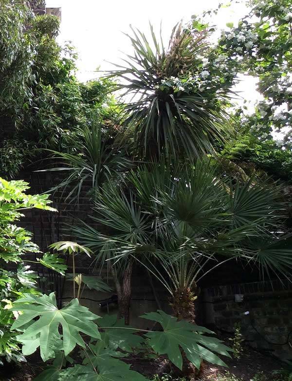 Mediterranean Effect in UK gardens - Chamaerops humilis var. humilis with Cordylines  to the rear and Tetrapanax to the front. 
