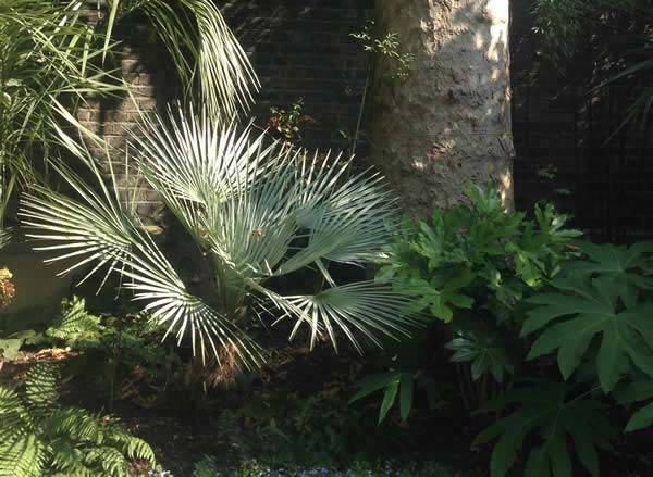 Chamaerops humilis var. argentea (also Chamaerops humilis Cerifera)AKA Blue Mediterranean fan palm.