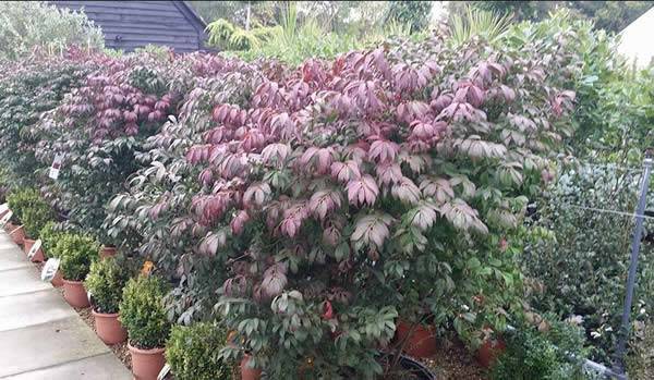 – the Compact Winged Spindle Tree beginning to change colour