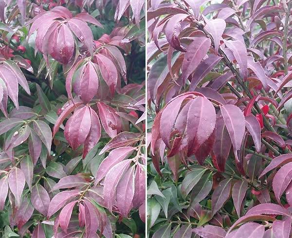 Compact Winged Spindle Tree. Euonymus Alatus Compactus (Burning Bush Tree)