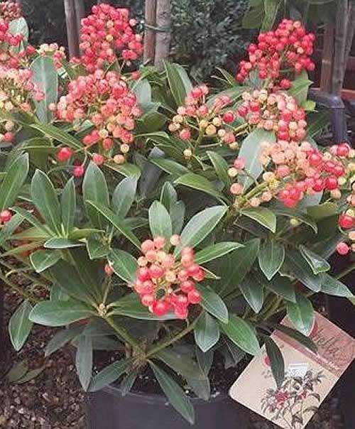 Skimmia Japonica Pabella