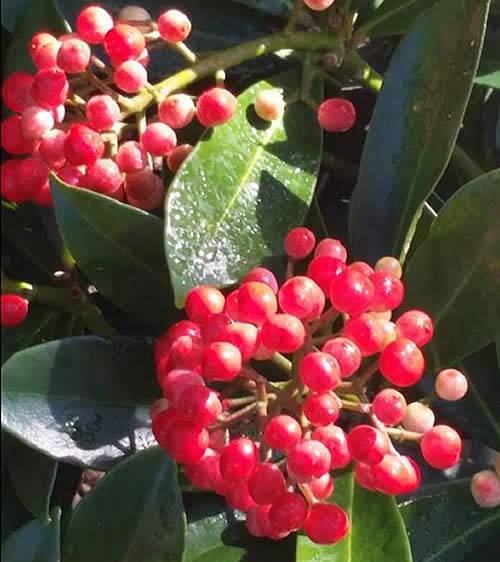 Skimmia Japonica Pabella  has dark green leaves, deep red berries and compact growing habit.