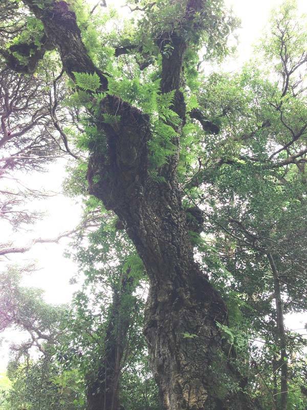 Ancient Cork Oak in Portugal - circa 250 years old