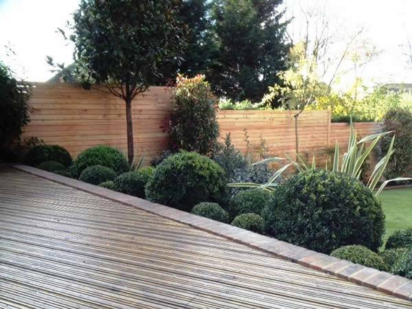 Buxus Globes and other topiary plants feature regularly in contemporary gardens