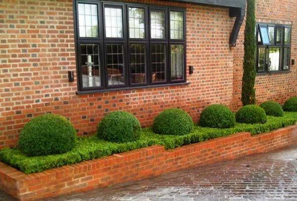 Contemporary Urban Garden with topiary