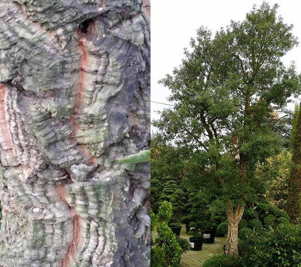 Close up of Cork Oak bark and a Cork Oak growing at Paramount Plants