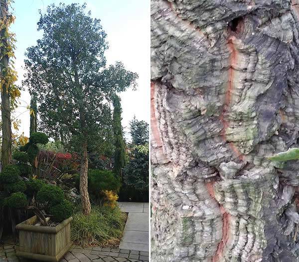  Trees with ornamental bark - Cork Oak (Quercus Suber) 