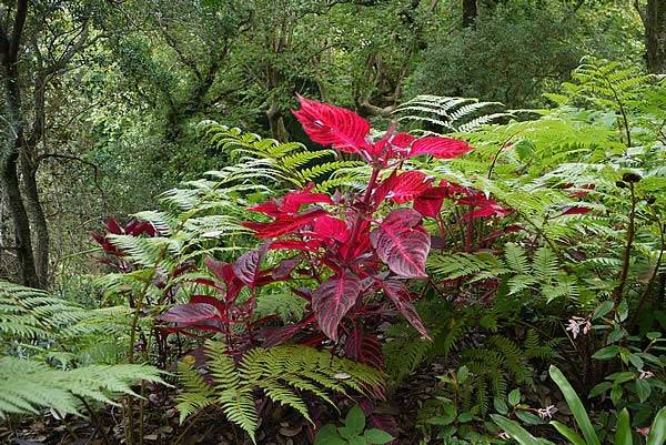 A spot of exotic colour among the many ferns