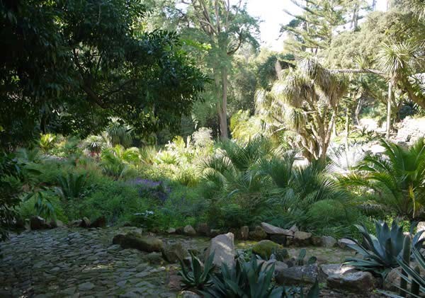 Mediterranean type plants populate the Mexican garden