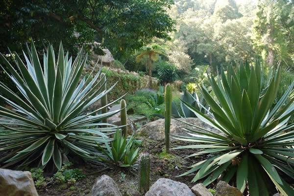 mexican-garden-3