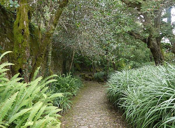 Ferns, Ornamental Grasses, Moss-covered Cork Oaks and hollies abound