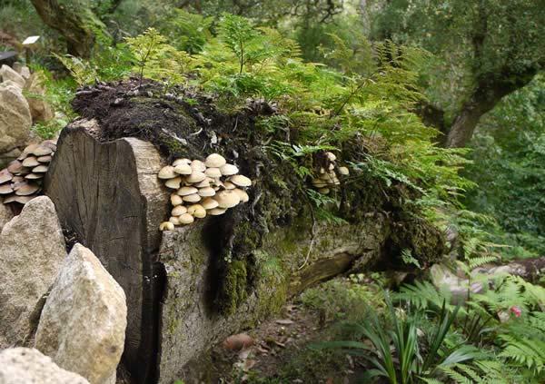 Much use is made of natural landscaping - a trunk is home to fungi and ferns