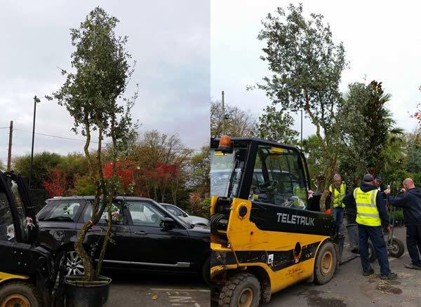 Quercus Suber  | Cork Oak trees arriving at Paramount Plants this week