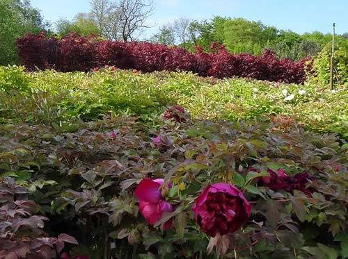 Plant your tree peonies now and reap the rewards in spring