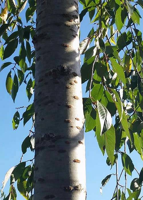  Trees with ornamental bark - Prunus Kiku Shidare Zakura (weeping cherry tree)