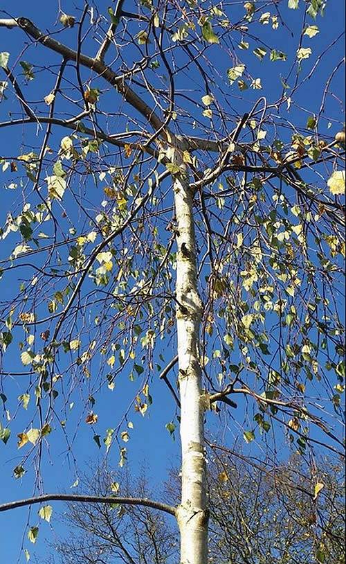 Trees with ornamental bark - weeping Silver Birch (Betula Utilis Pendu)