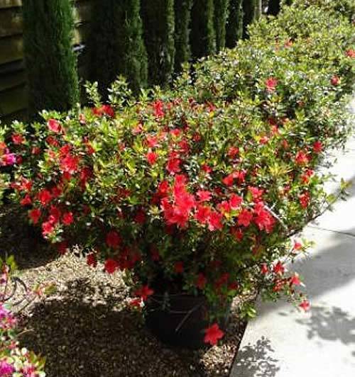 Azaleas for sale online - Japanese Azalea Hino Crimson 