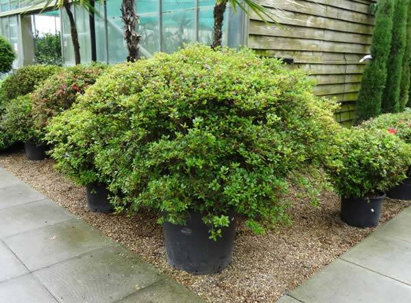 Azaleas for sale online - Azalea Japonica Aladdin Scout