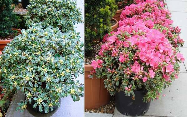 Azalea Japonica Silver Queen variegated foliage (silver & green) and pink flowers from May
