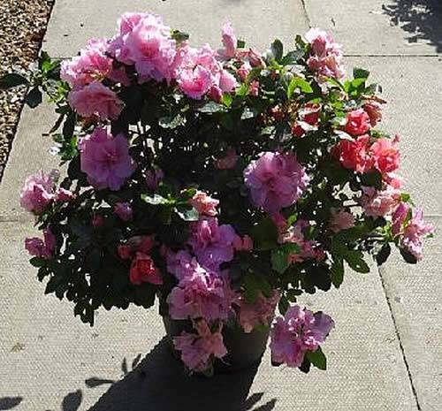 Azaleas for sale online - Azalea Laura Morland