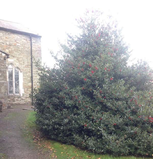 Ilex Aquifolium English Holly – grown here as an ornamental shrub