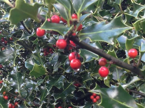 Ilex Aquifolium English Holly