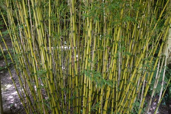 Which Bamboo to Choose - Golden Bamboo Phyllostachys Aurea
