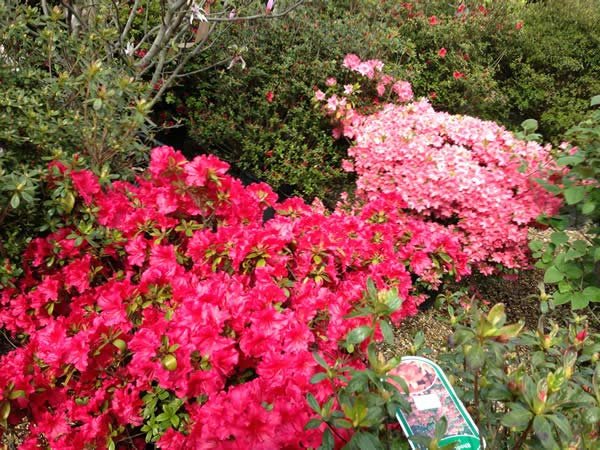 Azaleas for sale online - plant now for spring delights!