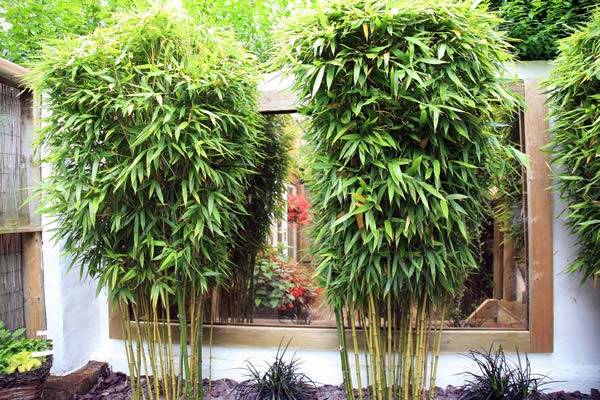 Bamboo reflected by mirrors in Nick Wilson's hardy exotic garden