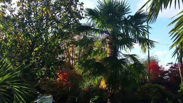 Large Chusan Palm tree for sale at Paramount Plants
