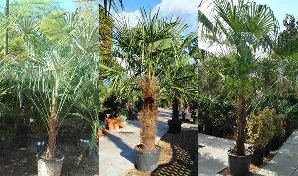 Trachycarpus Fortunei or Chusan Palm Trees to buy online UK