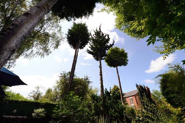 Crown lifted Cypress trees at Nick Wilson's exotic garden in Leeds