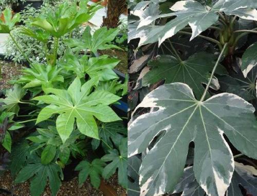 Tropical Plants for UK Gardens