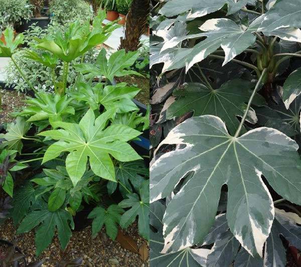 Variegated Fatsia Japonica to buy online, UK garden centre