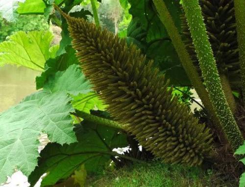 Gunnera Manicata in Spring