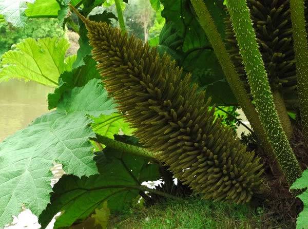Gunnera Manicata to buy online UK
