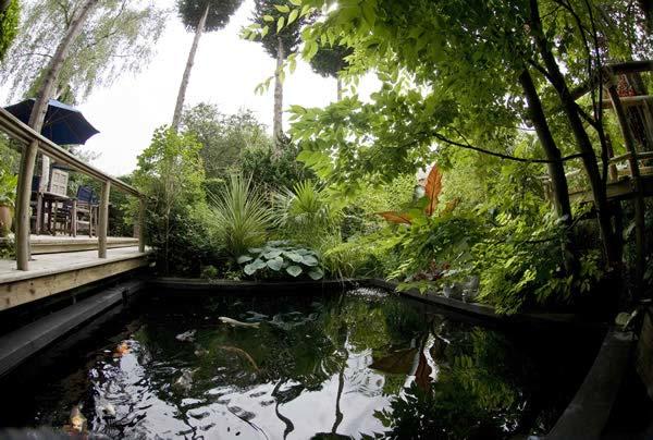 Hardy Palms surround the koi carp pond