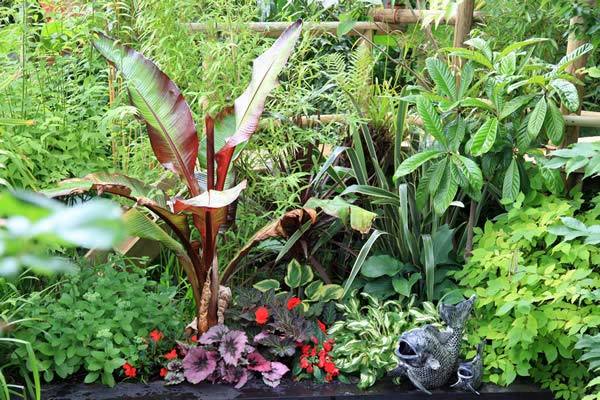 Tropical garden plants for the UK climate