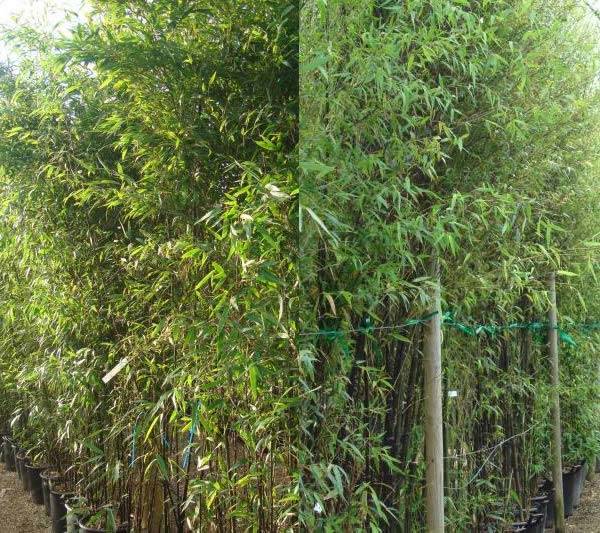 Phyllostachys Nigra - Black Bamboo to buy online UK