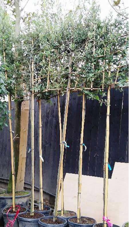 Pleached Quercus Ilex Trees