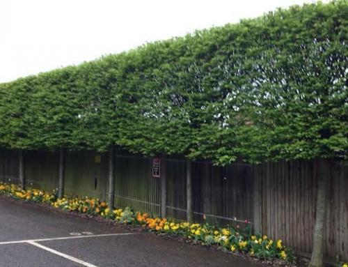 Pleached Tree Care and How To Plant Pleached Trees