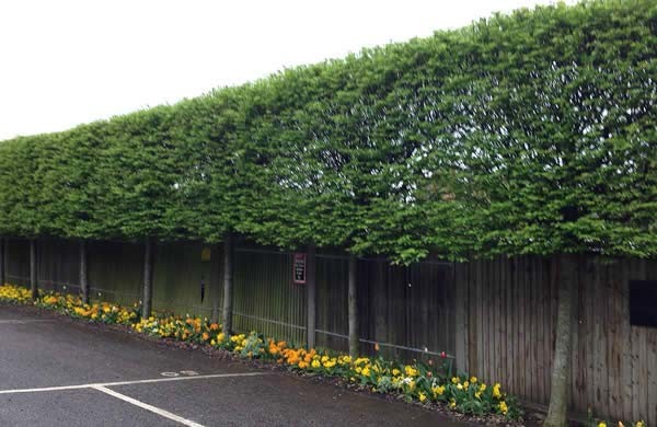 Pleached Trees for above fence screening